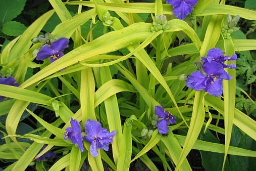 TRADESCANTIA