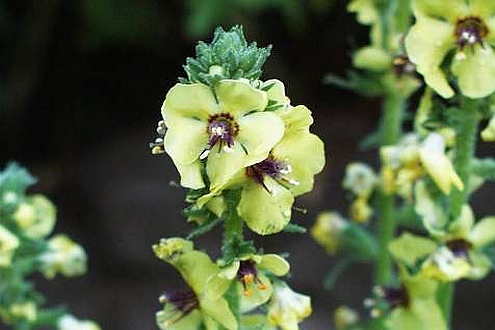 VERBASCUM
