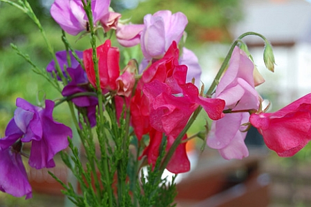 LATHYRUS<br /><span>Mazăre Dulce</span>