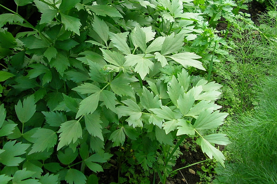 LEVISTICUM<br /><span>Leuştean</span>