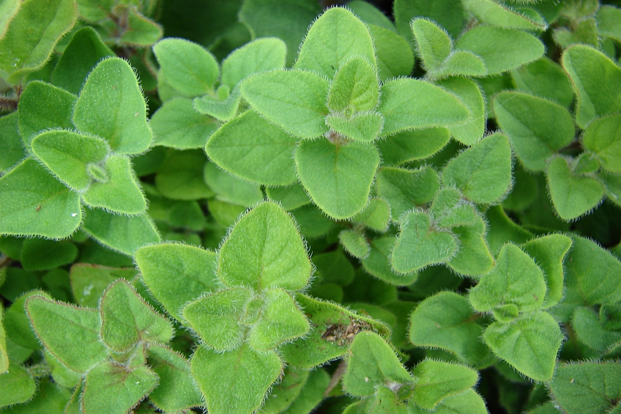 ORIGANUM<br /><span>Măghiran/Oregano</span>