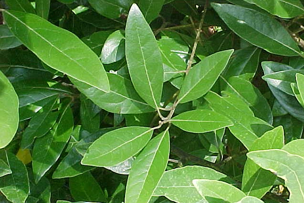 LAURUS<br /><span>Dafin</span>