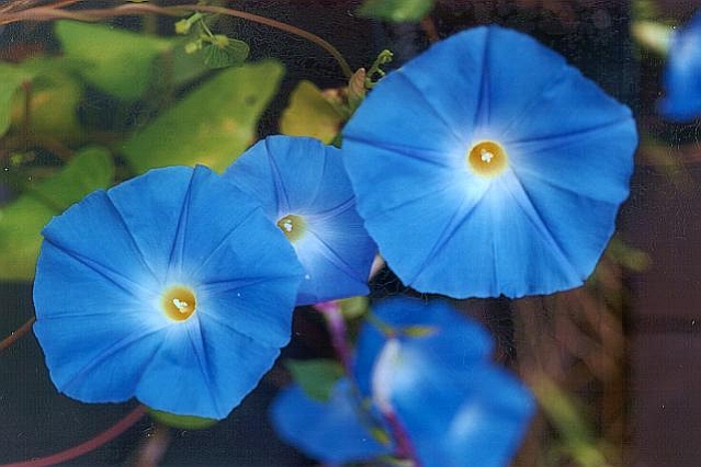 CONVOLVULUS, IPOMOEA<br /><span>Zorea</span>