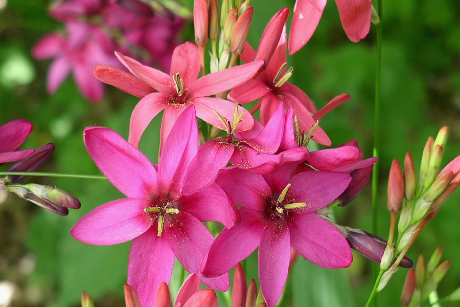 IXIA