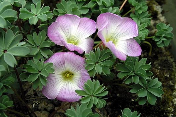 OXALIS
