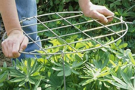 Inele pentru plante înalte