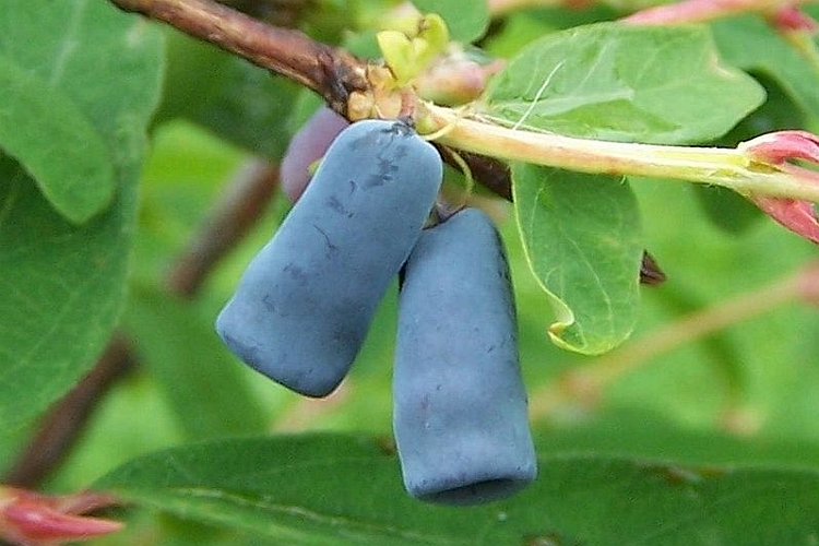 LONICERA<br /><span>Afin Siberian</span>
