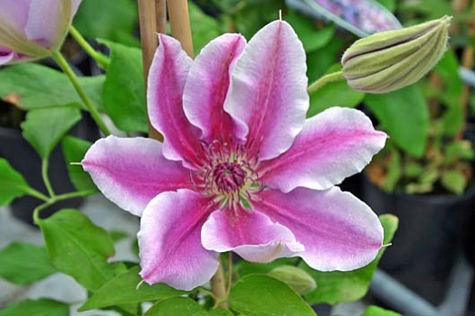 CLEMATIS<br /><span>Large-Flowered Clematis, Early Flowering</span>