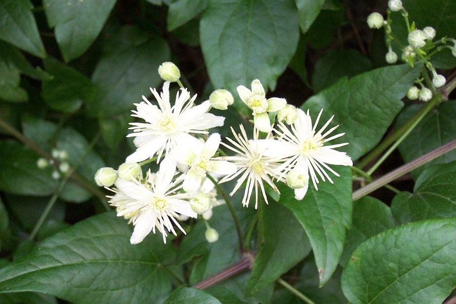 CLEMATIS<br /><span>Clematis - Other Late-Flowering Species</span>