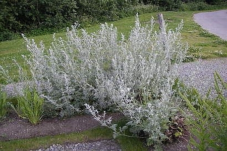 ARTEMISIA