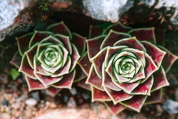 ROSULARIA