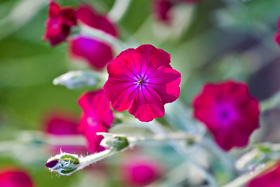 LYCHNIS, SILENE<br /><span>Silene, Lychnis</span>