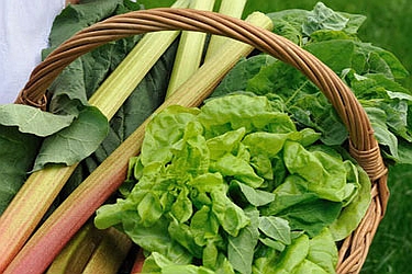 LACTUCA<br /><span>Salată (Temporar)</span>