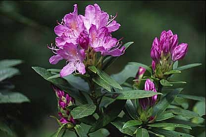 RHODODENDRON<br /><span>Rhododendron - Specii</span>