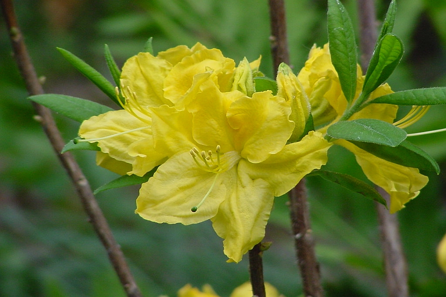 RHODODENDRON<br /><span>Azalee Mollis</span>