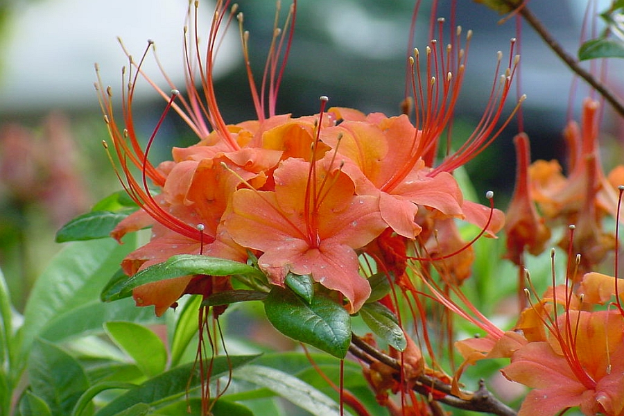 RHODODENDRON<br /><span>Azalee Ghent</span>
