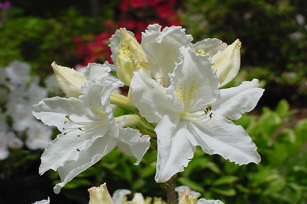 RHODODENDRON<br /><span>Azalee Knap Hill, Exbury & Ilam</span>