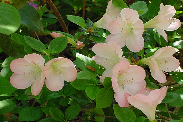 RHODODENDRON<br /><span>Azalee, Alte Grupuri</span>