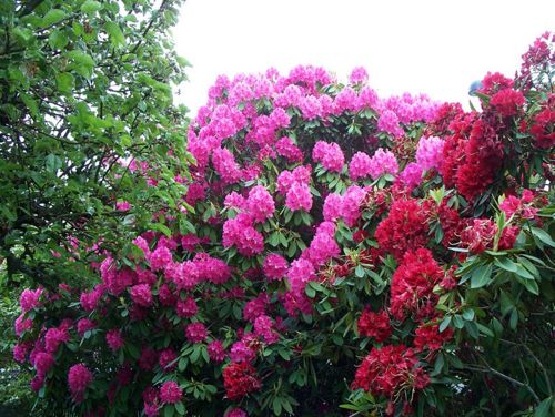 RHODODENDRON<br /><span>Rhododendron Cu Frunze Persistente</span>
