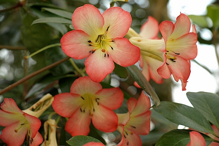 RHODODENDRON - VIREYA