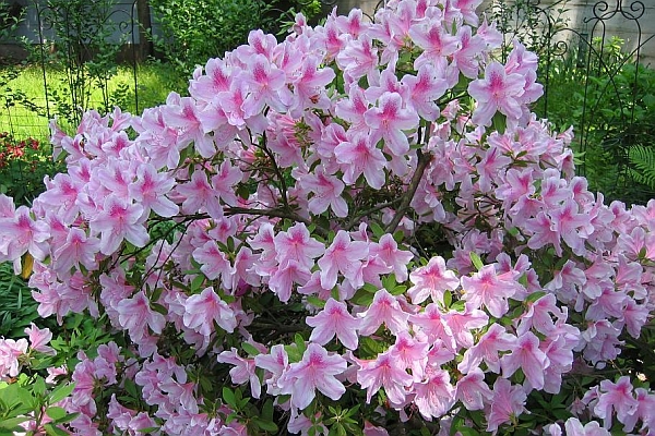 RHODODENDRON<br /><span>Indica</span>