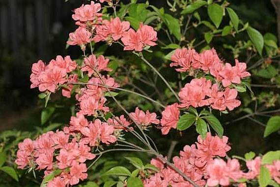 RHODODENDRON<br /><span>Kaempferi</span>
