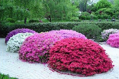 RHODODENDRON<br /><span>Satsuki</span>