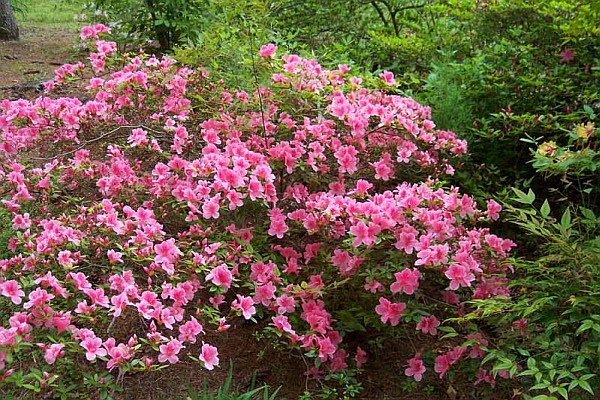 RHODODENDRON<br /><span>Inter-Grup</span>
