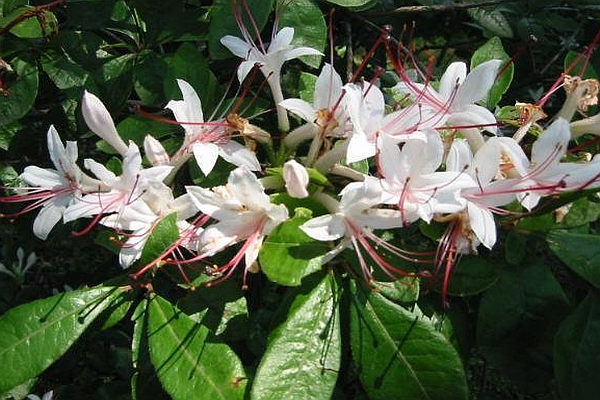 RHODODENDRON<br /><span>Azalee, Specii</span>