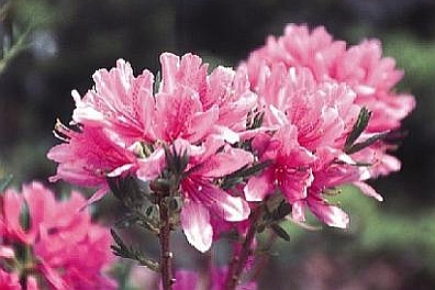 RHODODENDRON<br /><span>Azalee Occidentale</span>