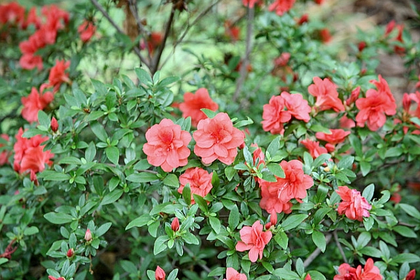 RHODODENDRON<br /><span>Gable</span>
