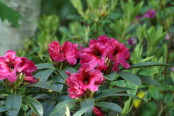 RHODODENDRON<br /><span>Glenn Dale</span>