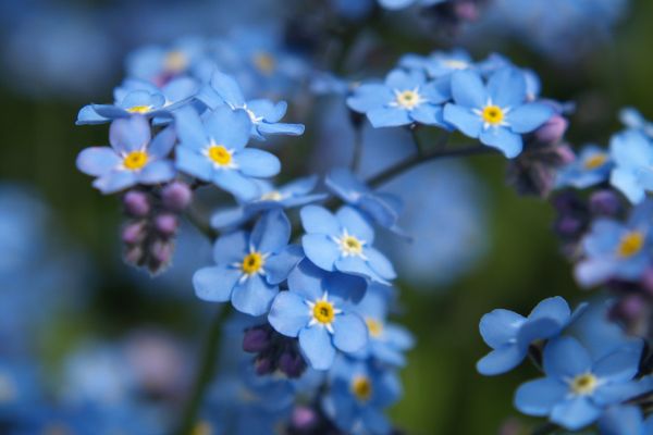 MYOSOTIS<br /><span>Nu-Mă-Uita</span>