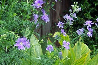 CONSOLIDA<br /><span>Larkspur, Annual</span>
