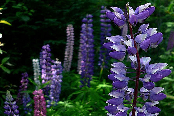 LUPINUS<br /><span>Lupin, Bienal</span>