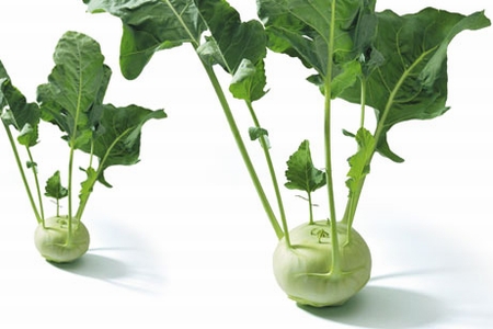 BRASSICA<br /><span>Gulie</span>