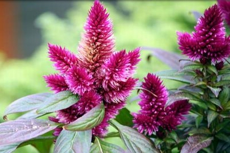 CELOSIA