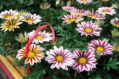 GAZANIA