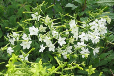 NICOTIANA