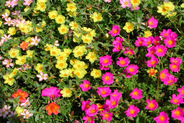 BRASSICA, CHENOPODIUM, CLAYTONIA, PORTULACA<br /><span>Floare De Piatră</span>