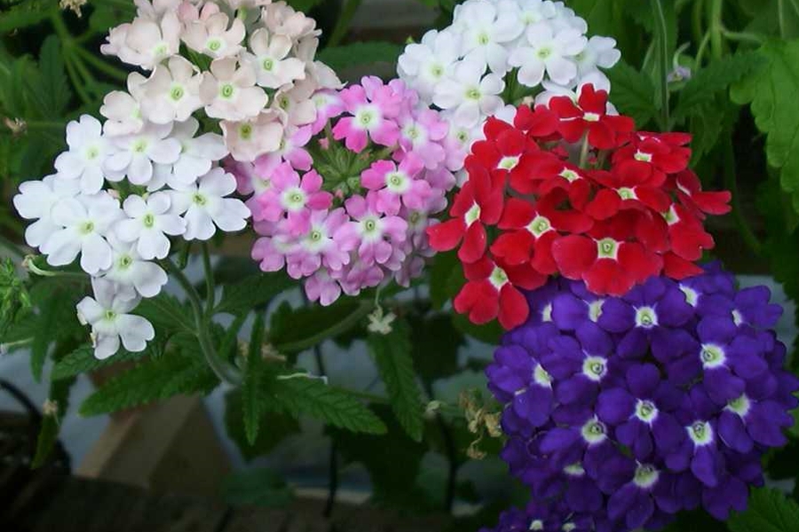 GLANDULARIA, VERBENA<br /><span>Verbena, Annual</span>