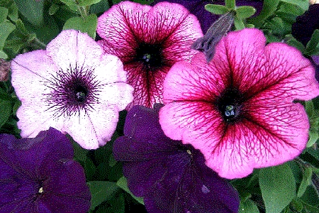 PETUNIA<br /><span>Petunia Grandiflora</span>