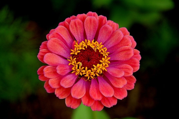 ZINNIA