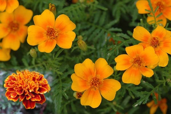 TAGETES<br /><span>Marigold</span>