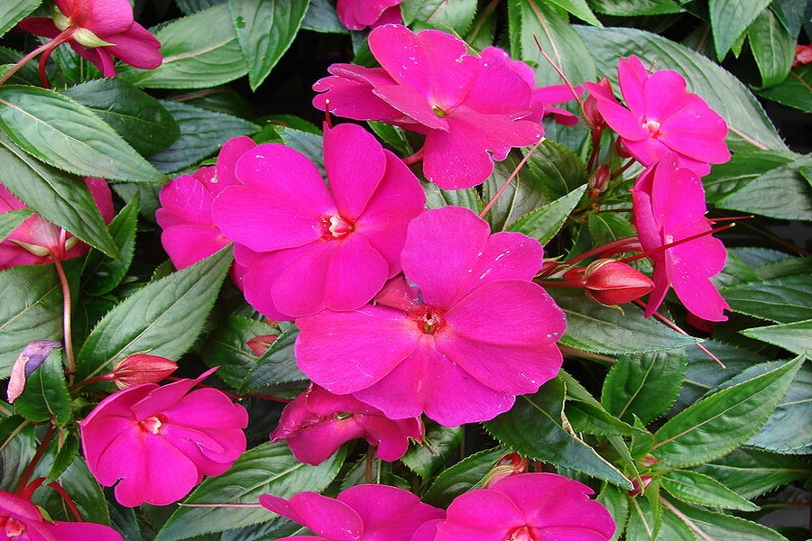 IMPATIENS<br /><span>Impatiens/ Sporul Casei</span>
