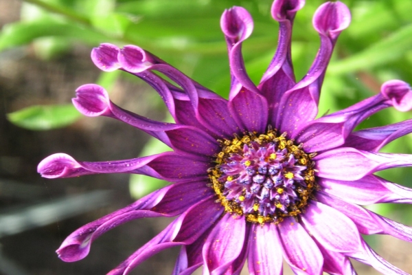 DIMORPHOTHECA, OSTEOSPERMUM<br /><span>Margaretă Africană</span>