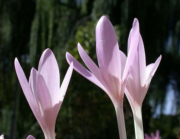COLCHICUM, CROCUS<br /><span>Autumn Flowering Crocus</span>