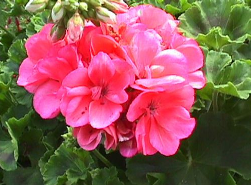 PELARGONIUM<br /><span>Muşcate Cu Creştere Dreaptă</span>