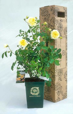 PLANTE ÎN GHIVECE DECORATIVE