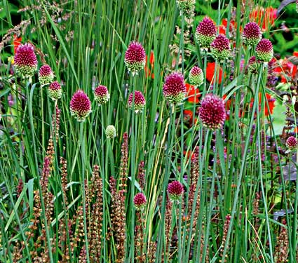 ALLIUM, TRITELEIA<br /><span>Small-Flowering Alliums</span>